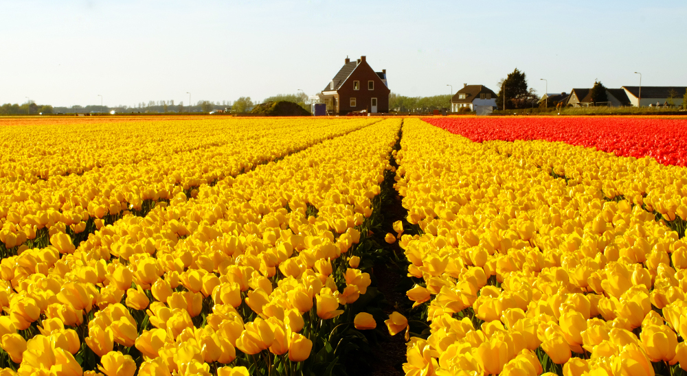 Dutch tulip field by Pepa Llausas