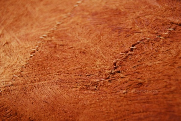 Ugandan bark cloth from Ficus cf natalensis, omutuba